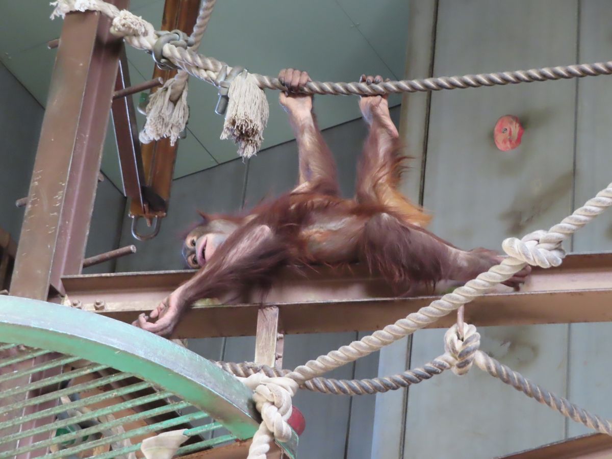 旭山動物園

高いところも楽々移動してる姿はさすが！
めちゃくちゃ高所で暇...