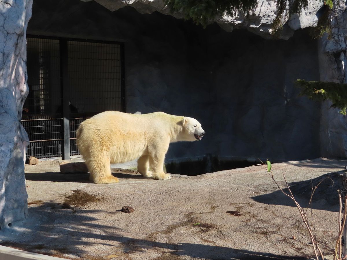 旭山動物園

この子はかなり大きくて
檻越しでも少し怖いくらい💦
ホッキョ...