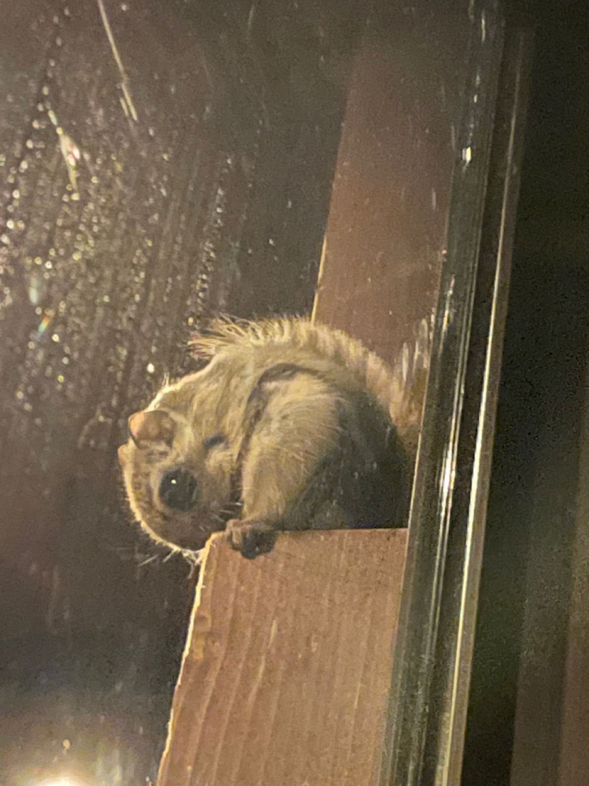 旭山動物園

モモンガちゃん
目がクリクリで可愛すぎる😍
展示室が暗闇なの...