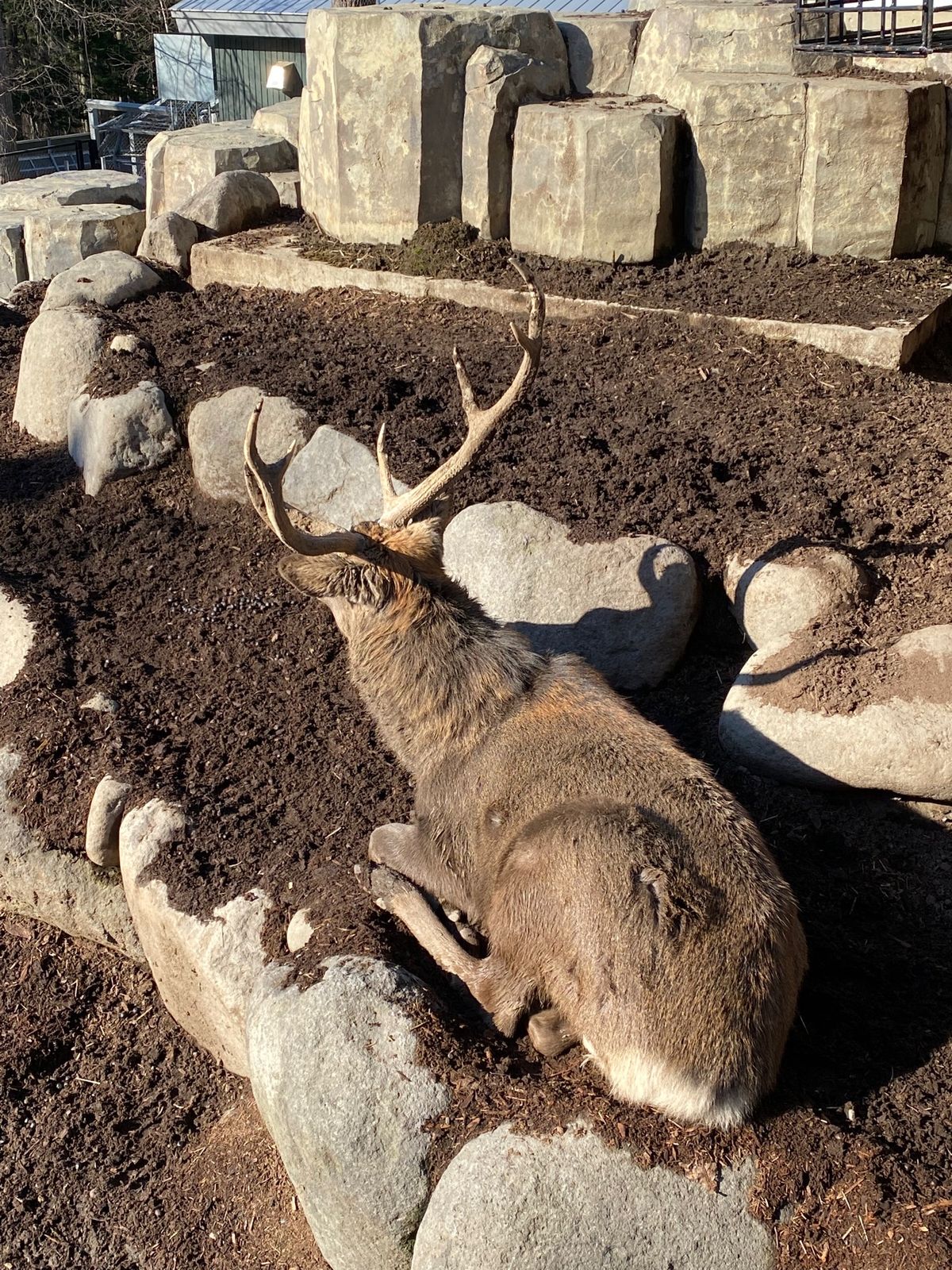 旭山動物園

トナカイちゃん？