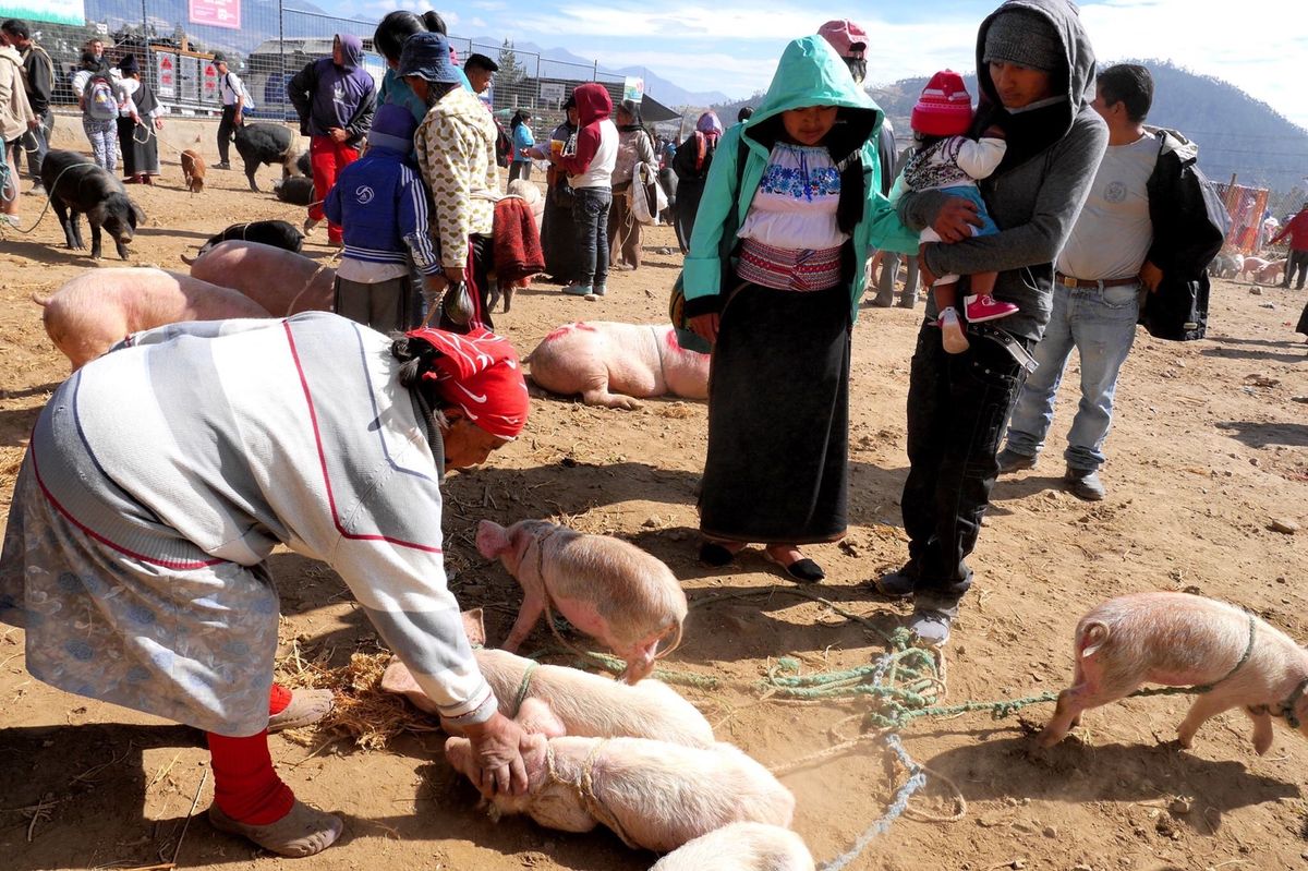 キトから北へ3時間ほど行ったオタバロという町。
土曜日の朝は動物市で賑わっ...