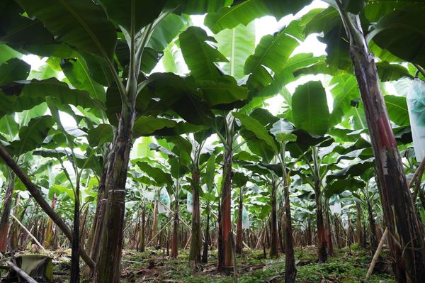 エクアドル・Quito「エクアドル在住」の写真：エクアドルといえばバナナ。
日本人が経営...