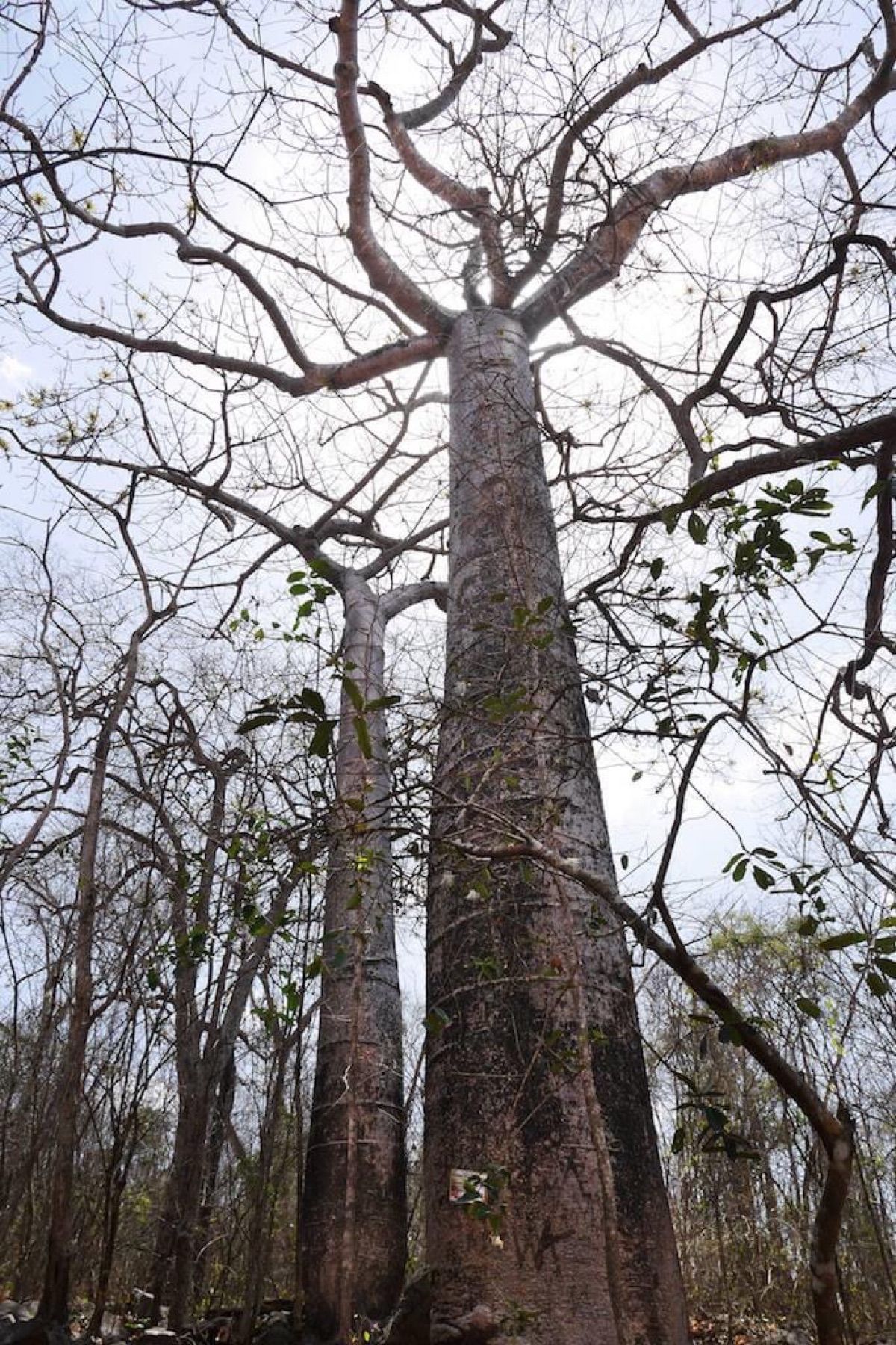 エクアドル南部のプヤンゴという場所には珪化木(木の化石)と巨大樹が見られます！