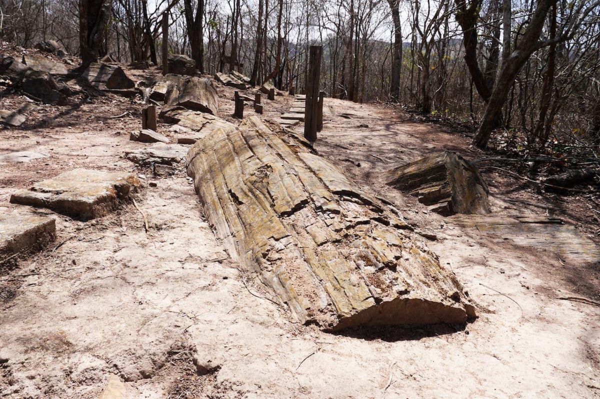 エクアドル南部のプヤンゴという場所には珪化木(木の化石)と巨大樹が見られます！