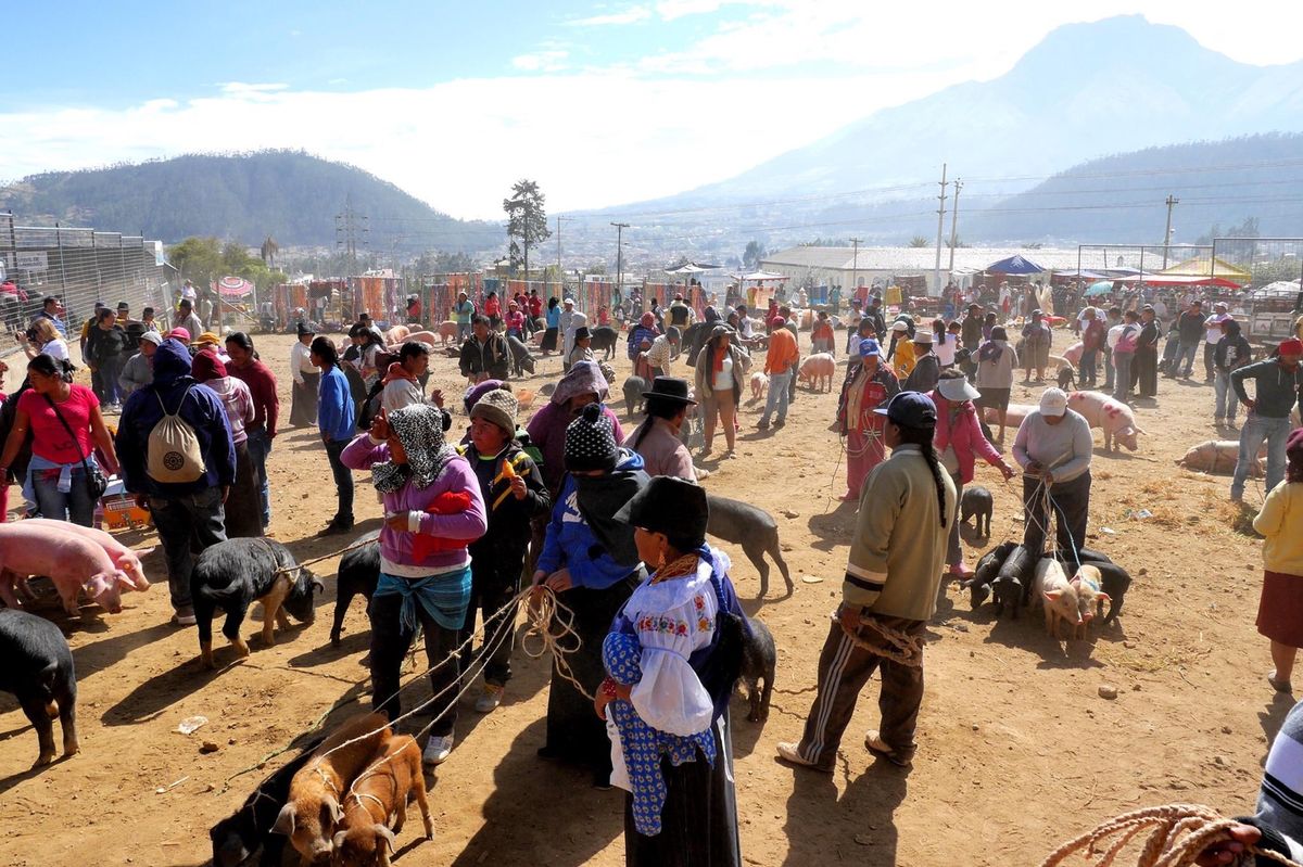 キトから北へ3時間ほど行ったオタバロという町。
土曜日の朝は動物市で賑わっ...