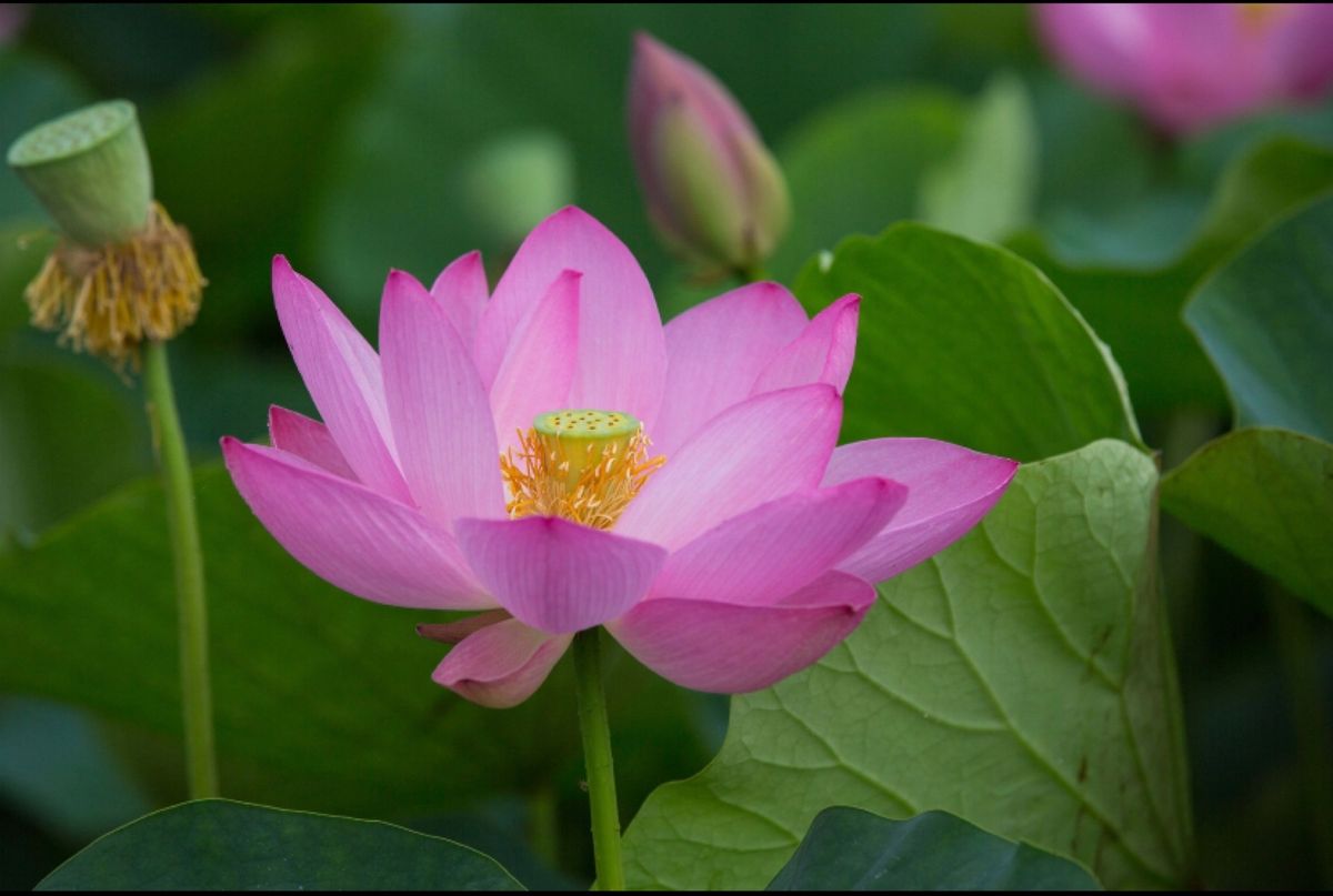 埼玉県行田市
古代蓮の里の蓮の花