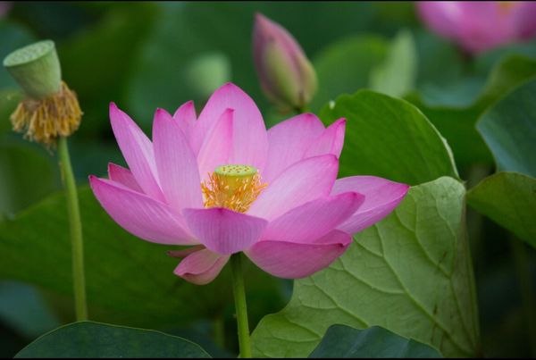 日本・埼玉県「古代蓮の里に蓮を見に行く」の写真：埼玉県行田市
古代蓮の里の蓮の花