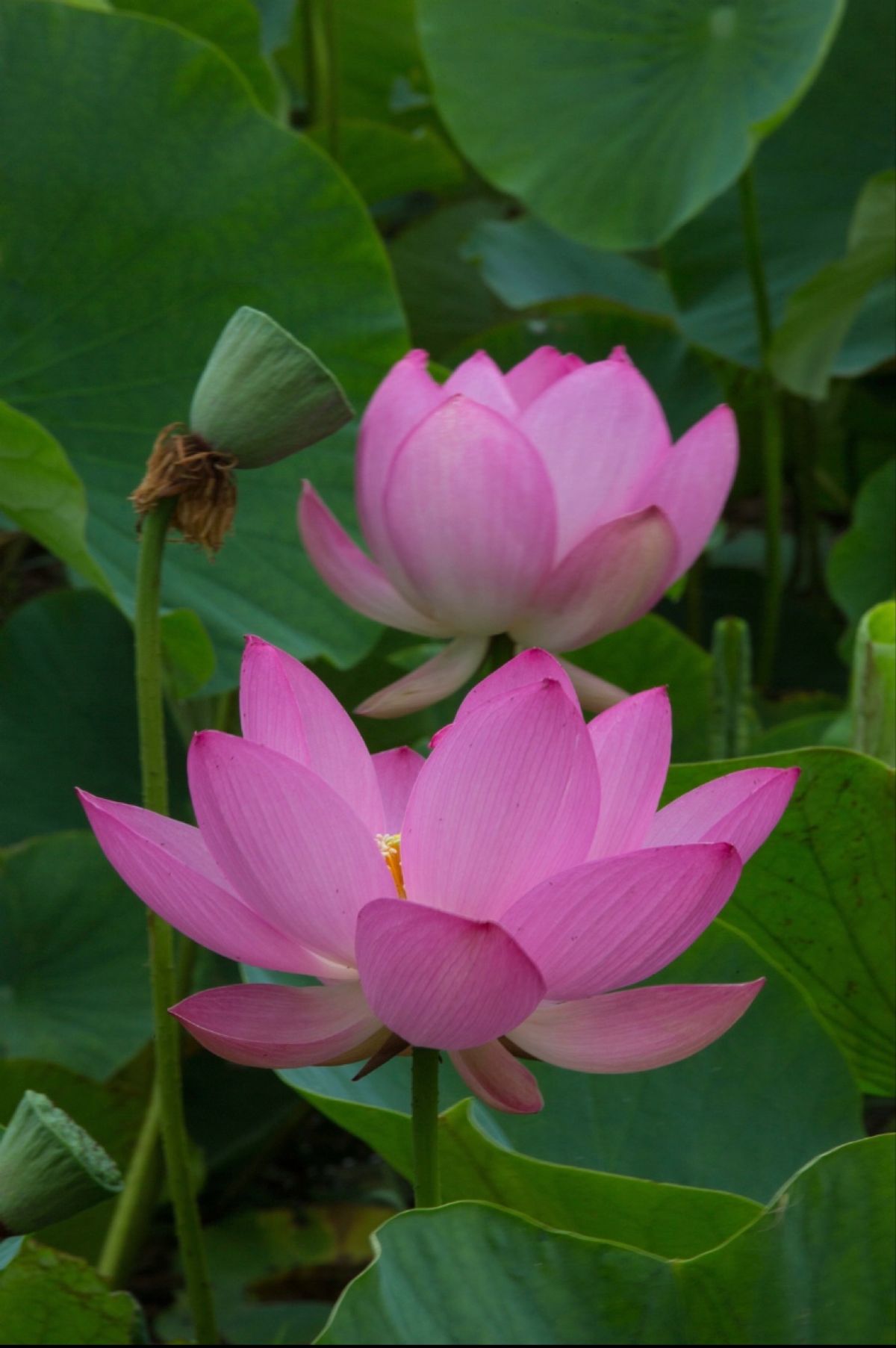 埼玉県行田市
古代蓮の里の蓮の花