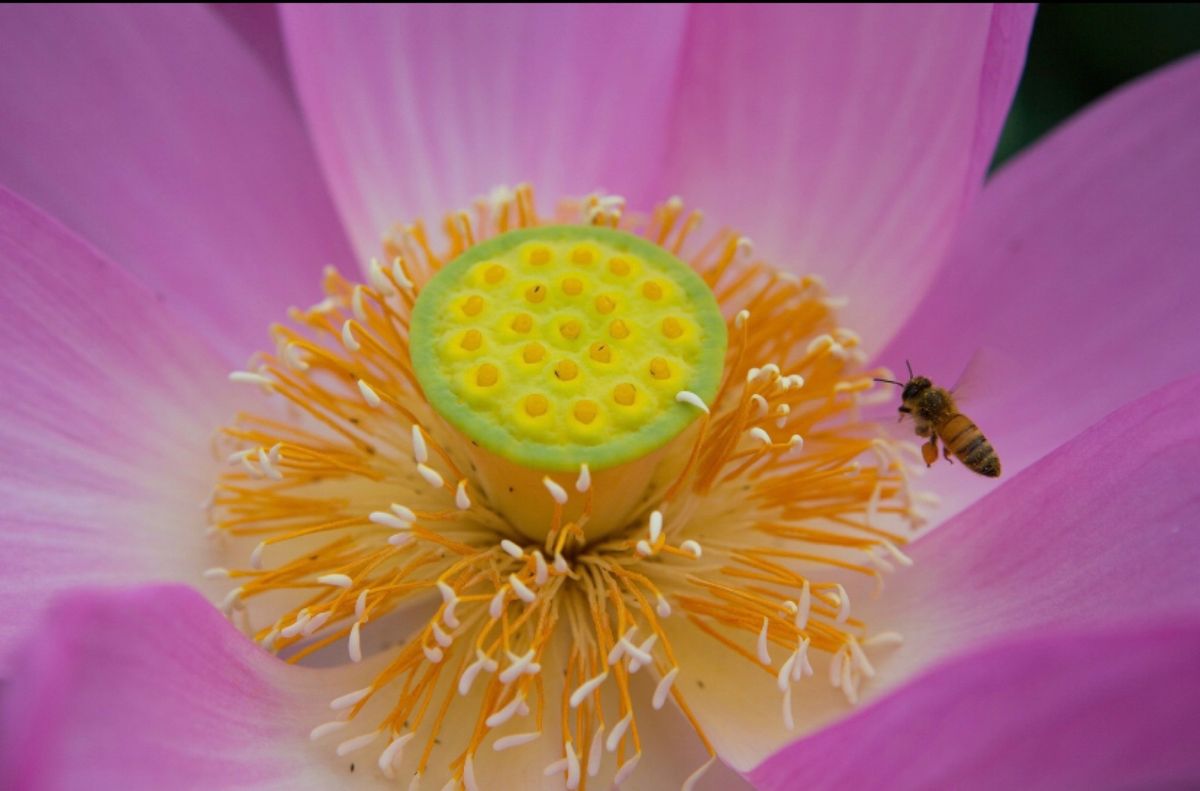 埼玉県行田市
古代蓮の里の蓮の花