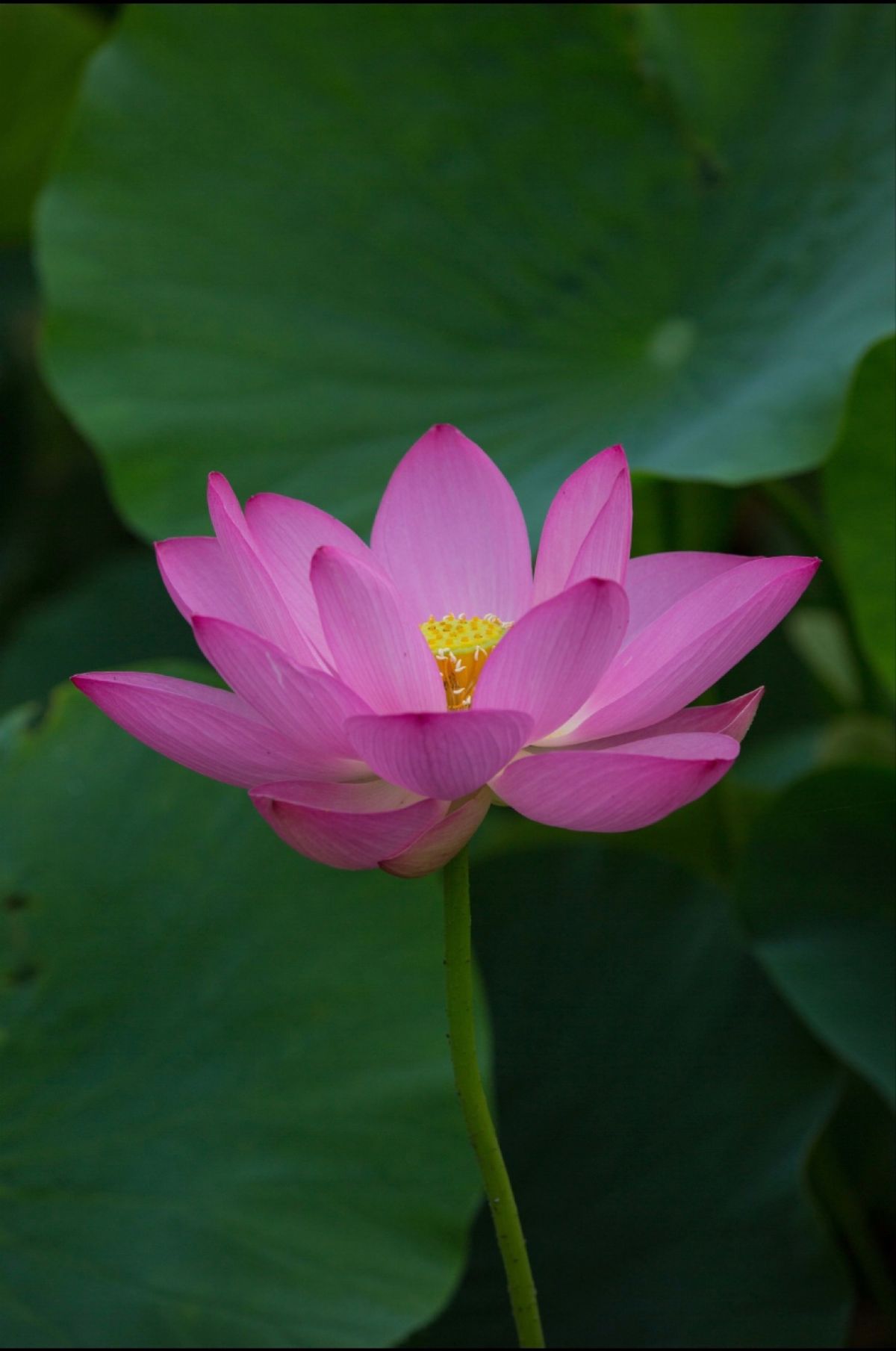 埼玉県行田市
古代蓮の里の蓮の花