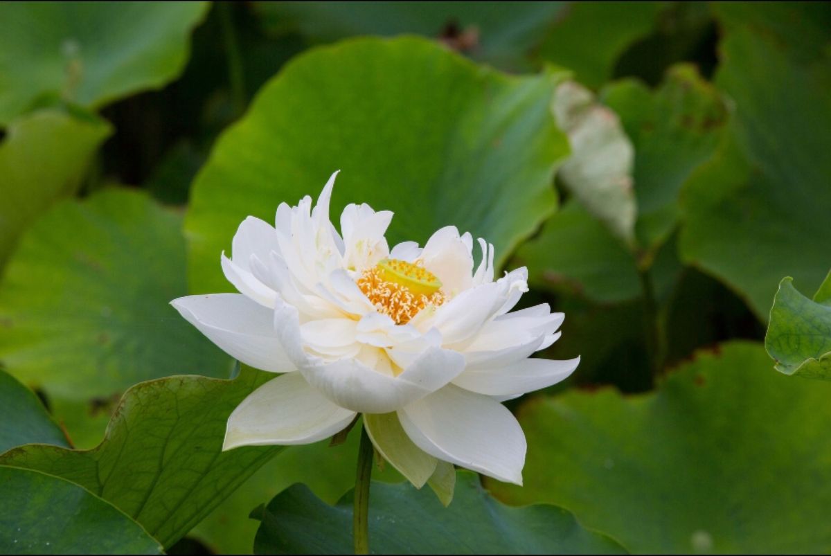 埼玉県行田市
古代蓮の里の蓮の花
