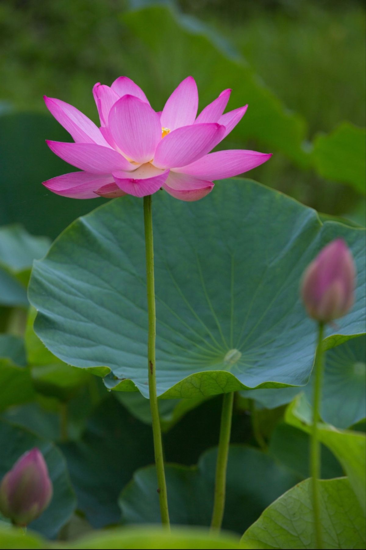 埼玉県行田市
古代蓮の里の蓮の花