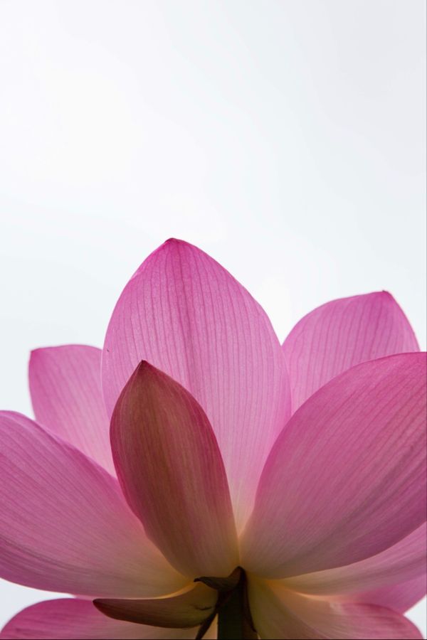 日本・埼玉県「古代蓮の里に蓮を見に行く」の写真：埼玉県行田市
古代蓮の里の蓮の花