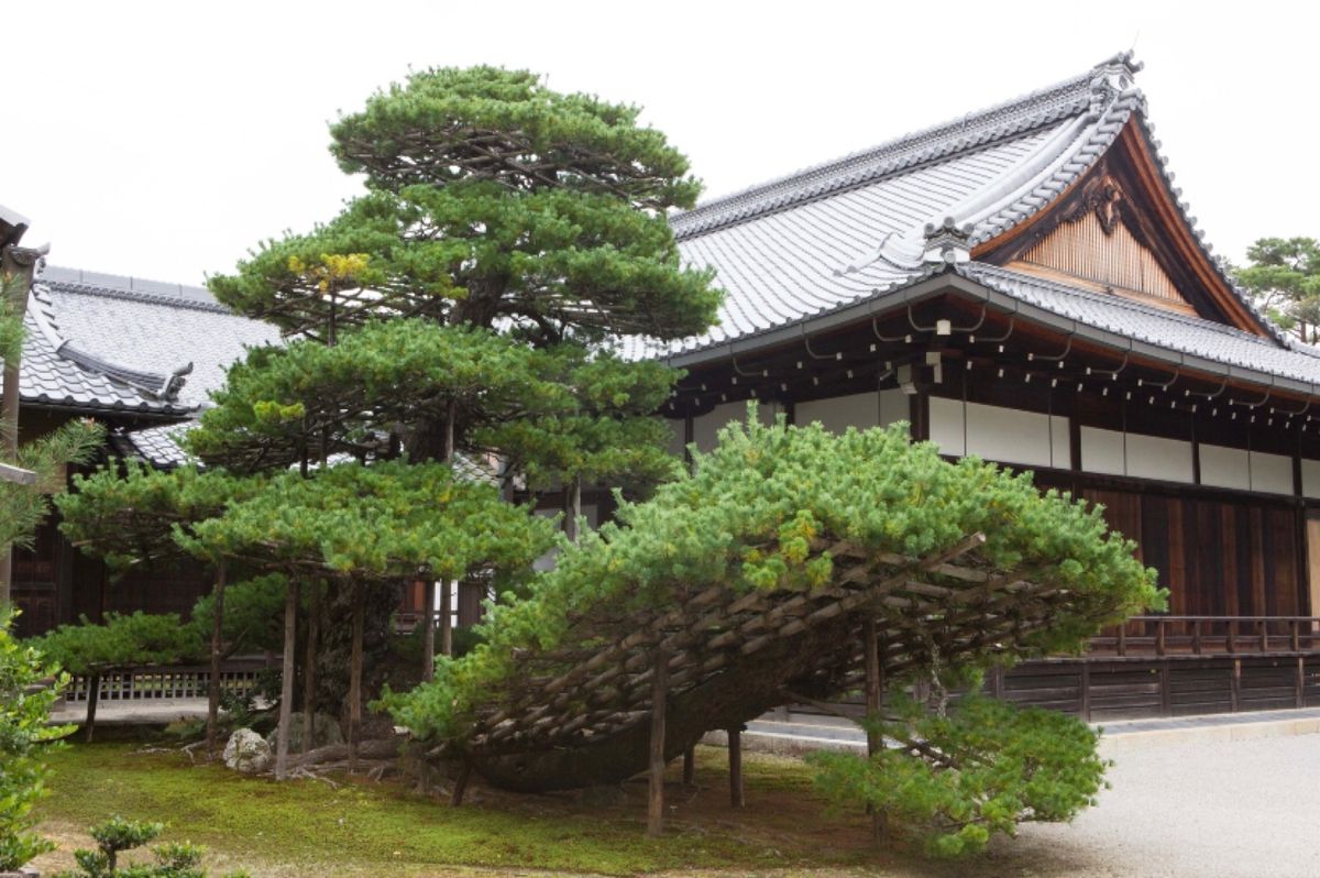 宇治市
●宇治上神社（世界遺産）
●宇治上神社の御朱印
京都市
●金閣寺の...