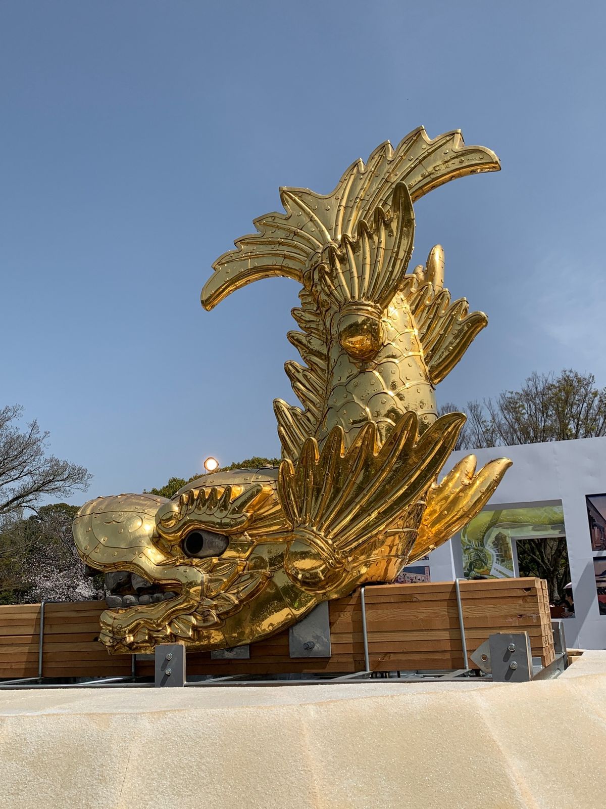 鯱鉾が、地上に😊