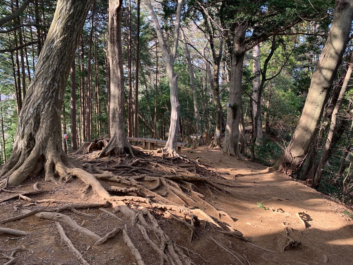 山歩き楽しすぎる！吊り橋も見つけたし🎶