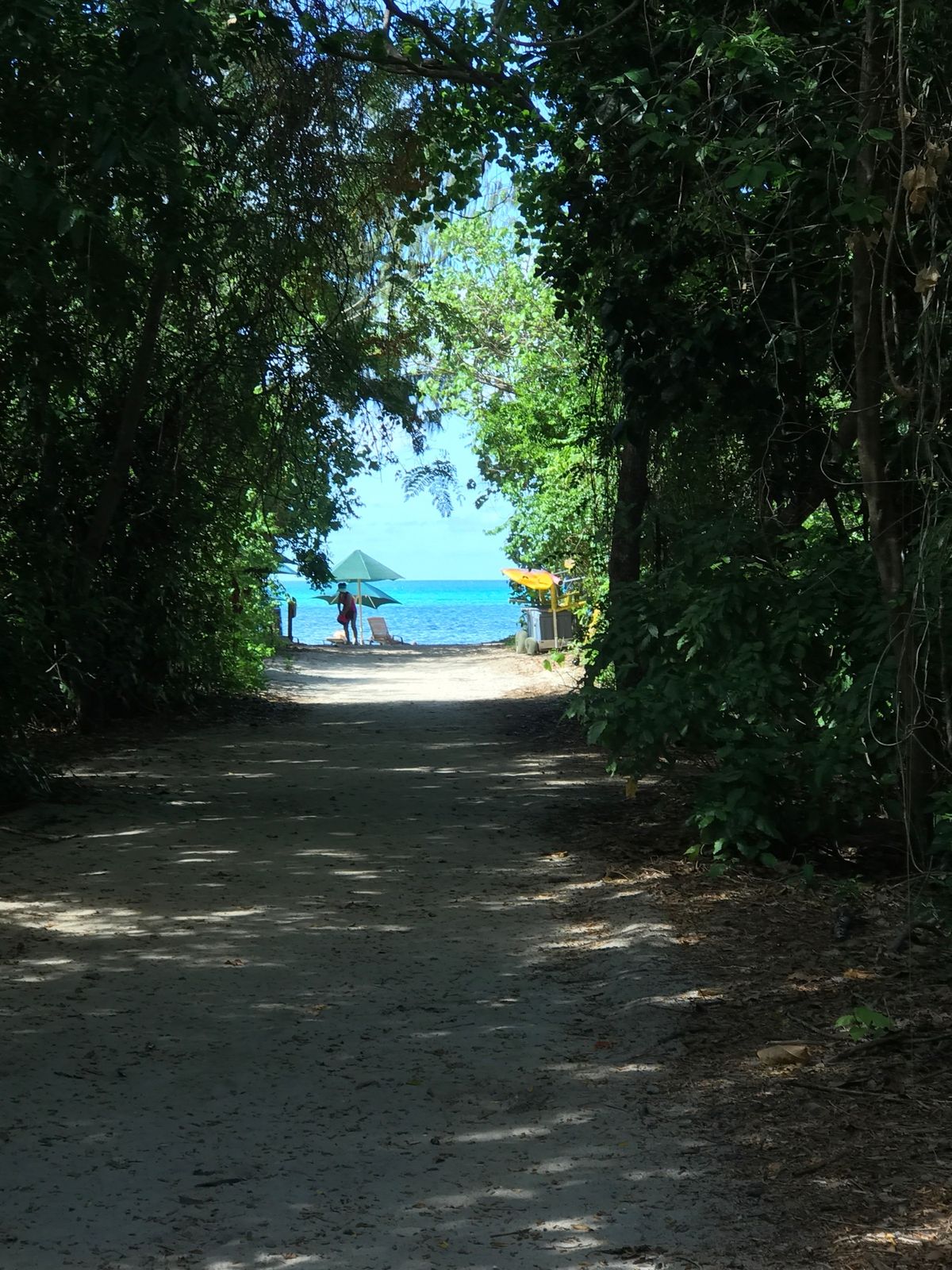 ウルル、カンガルーを見た後、カンガルー肉を食べた。牛肉と味、風味が変わらな...