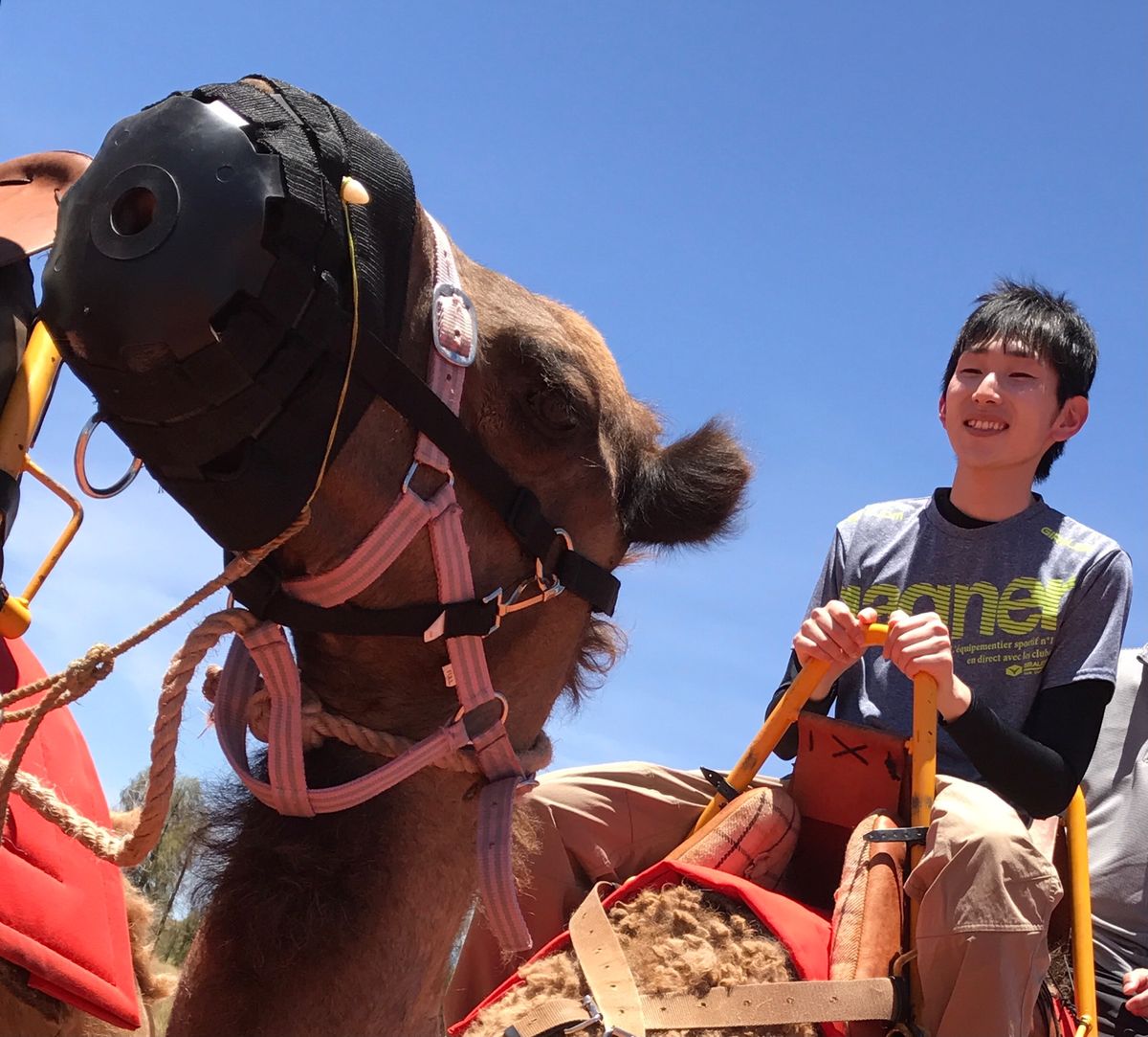 ウルル、カンガルーを見た後、カンガルー肉を食べた。牛肉と味、風味が変わらな...