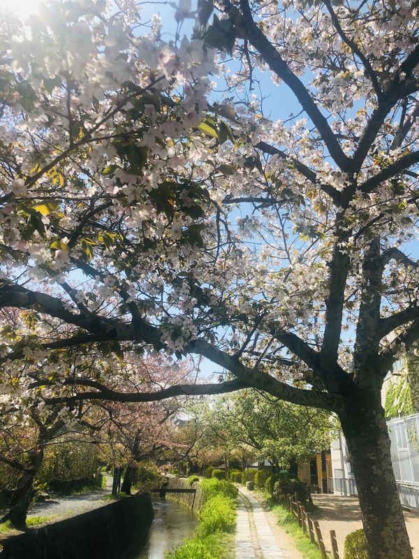 日本・京都府「tetsugaku rode」の写真