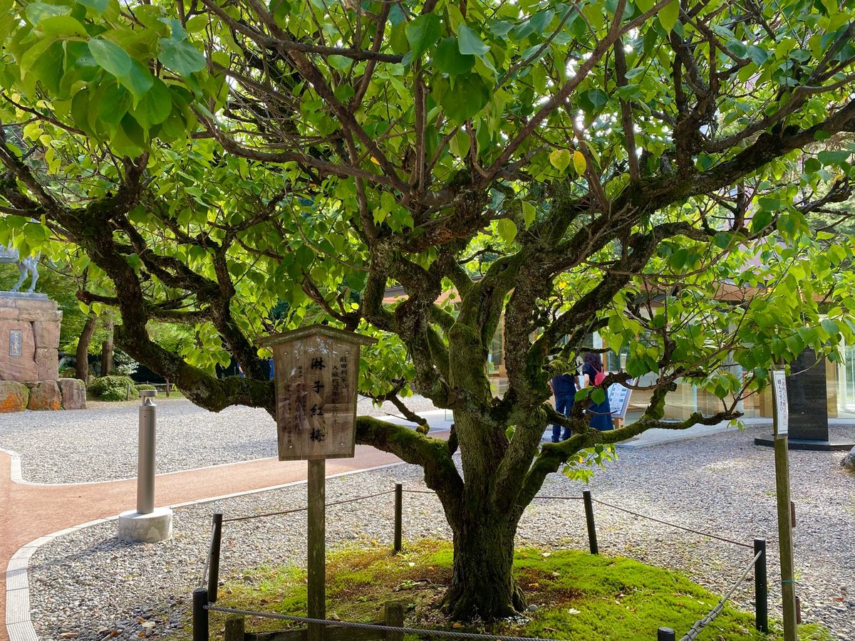 尾山神社

あまり人も多くなく
ゆっくりとお詣りできた
