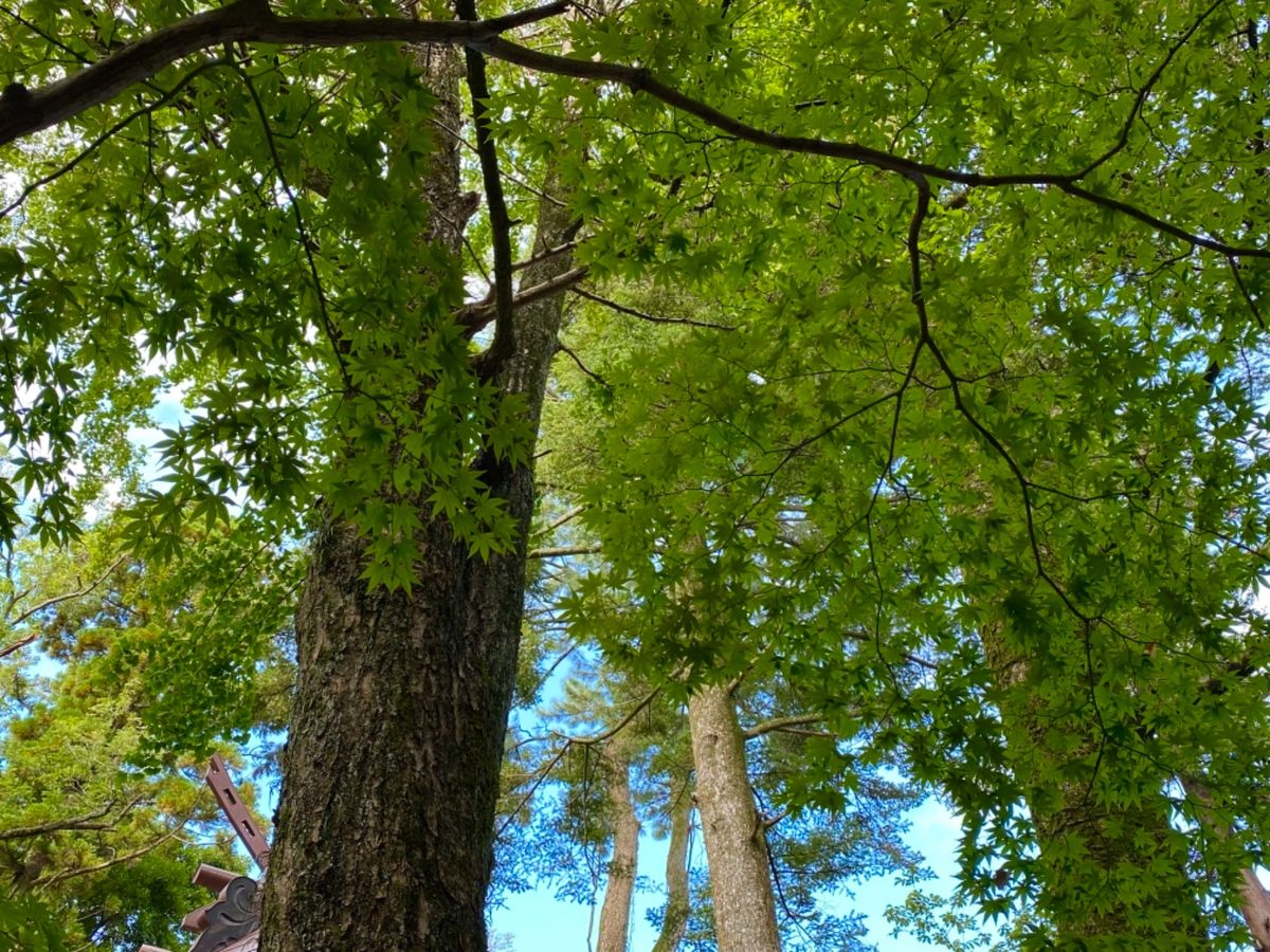 尾山神社

庭園も落ち着いていて良い感じ☺️
もう少ししたら紅葉でより美し...