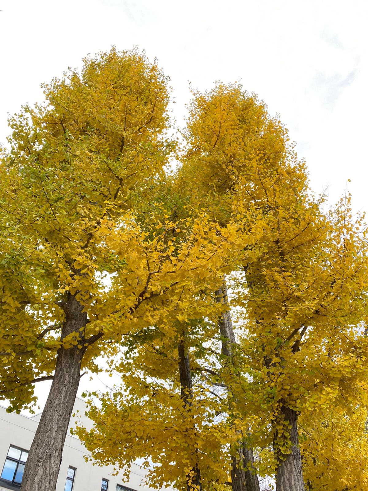 北大のいちょう並木は、しばらく続いた長雨で全部落ちてしまった模様。
それで...