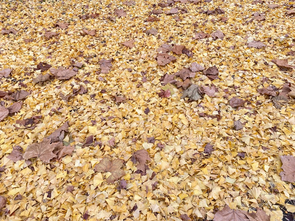 北大のいちょう並木は、しばらく続いた長雨で全部落ちてしまった模様。
それで...