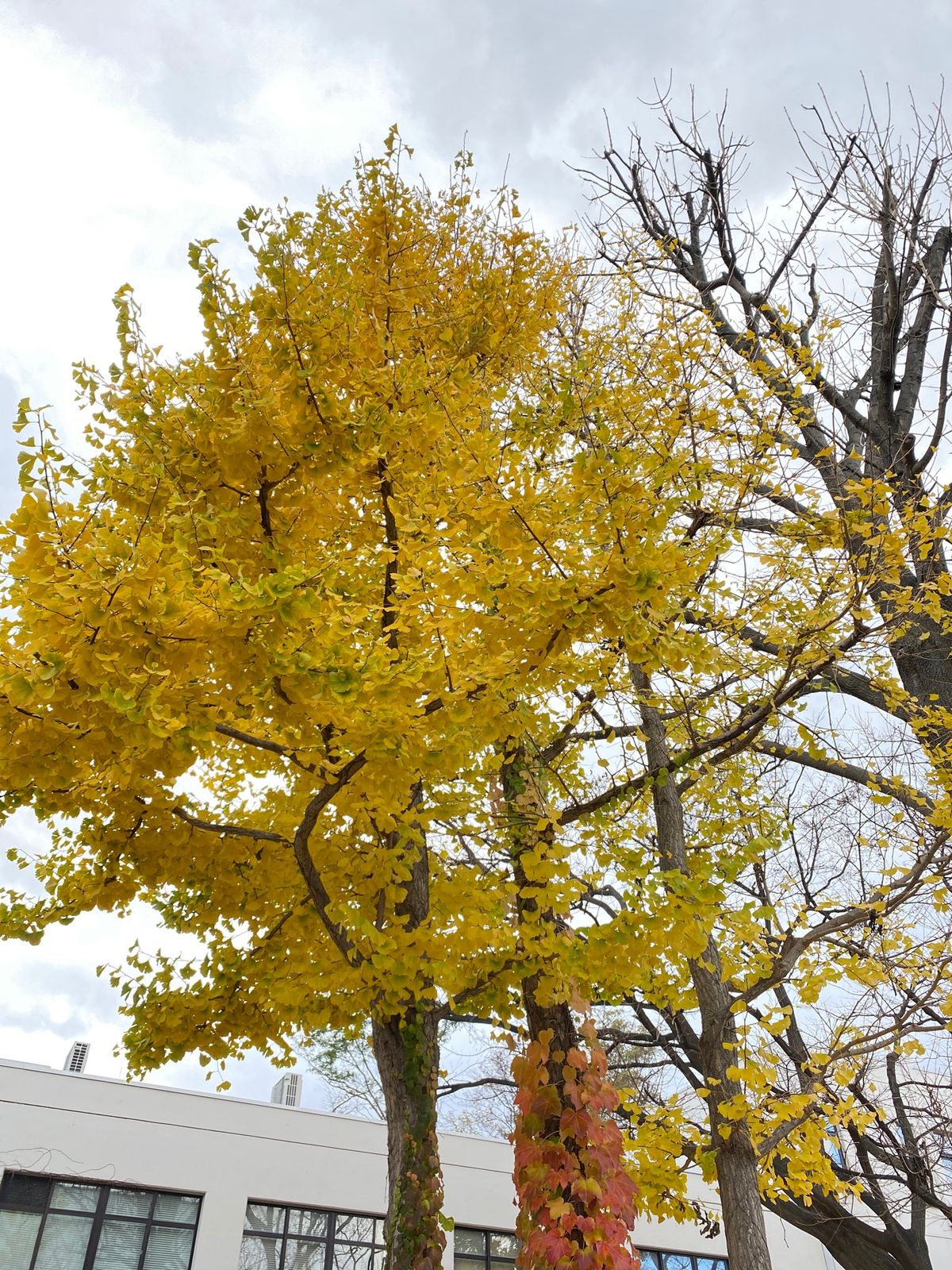 北大のいちょう並木は、しばらく続いた長雨で全部落ちてしまった模様。
それで...