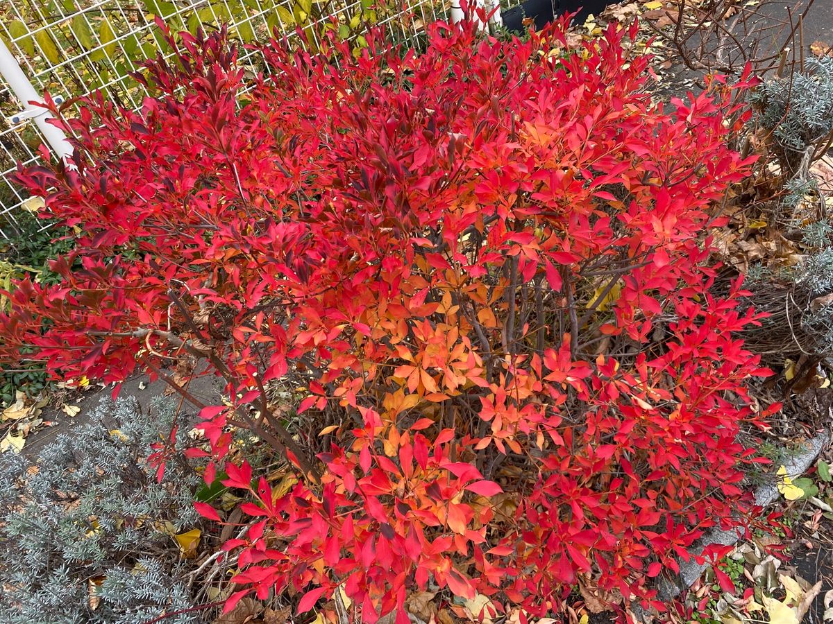北大のいちょう並木は、しばらく続いた長雨で全部落ちてしまった模様。
それで...