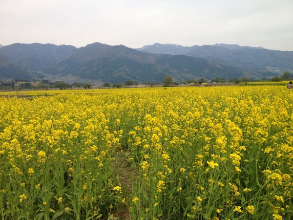 日本・長野県「高校メンツで戸隠温泉、野沢温泉」の写真