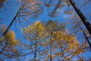 長野県安曇野市
●燕岳登山口
●登山口まで歩く途中の紅葉
●山の中で、上を...