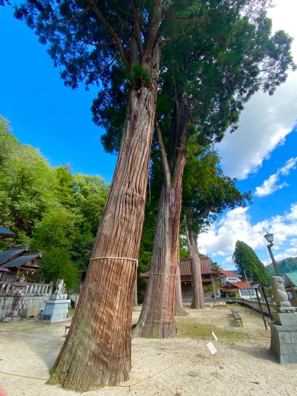 日本・島根県「広島から島根へ横断出張🚗」の写真：清（すが）神社⛩

御神木の存在感がすご...