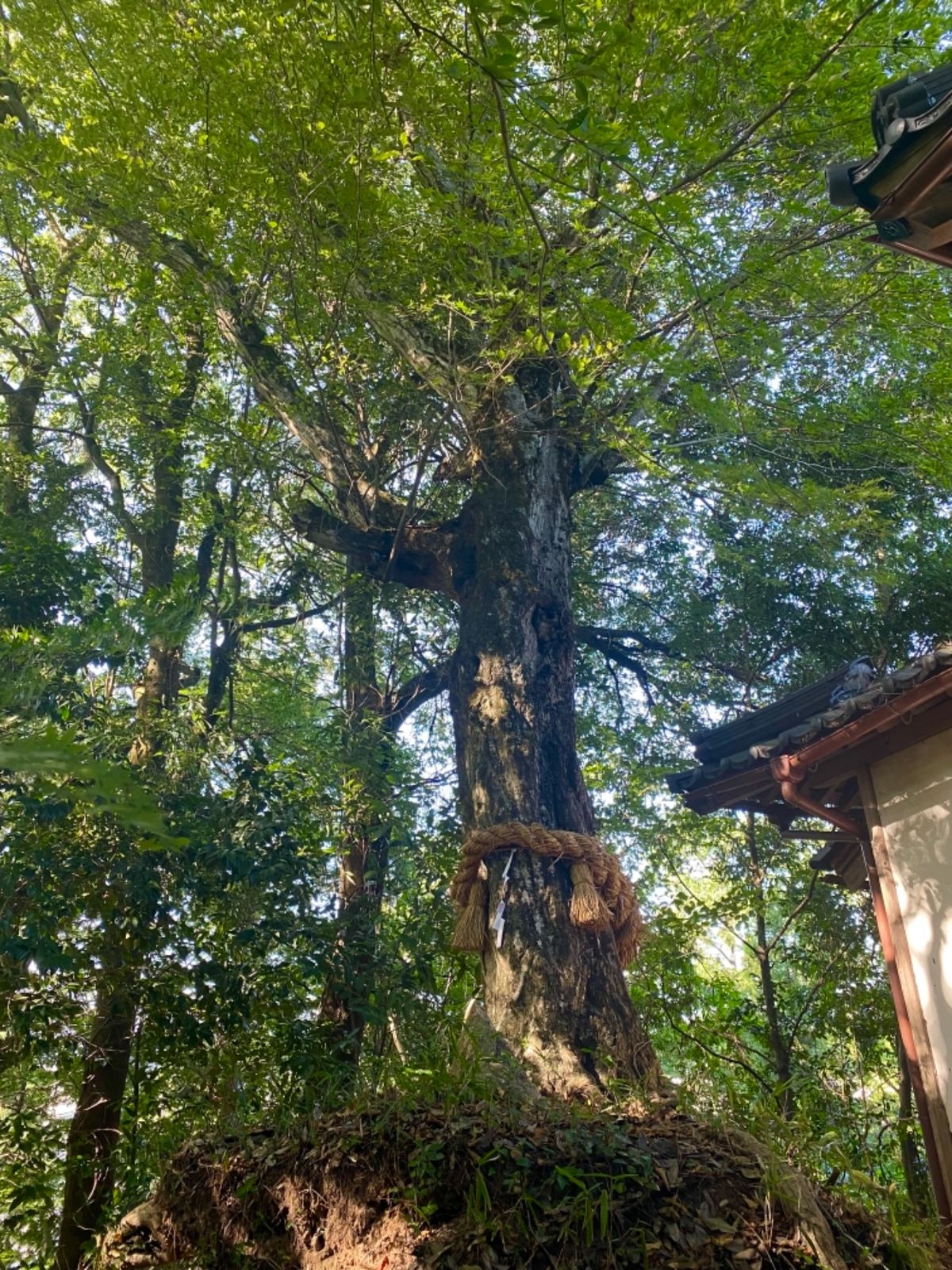 鷺神社⛩

社務所は不在だったけど
書き置きの御朱印があった
可愛いらしい...