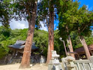 清（すが）神社⛩

御神木の存在感がすごい！！
樹齢800年を超えているらしい😳