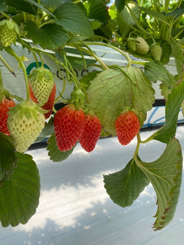 日本・淡路島「淡路島」の写真
