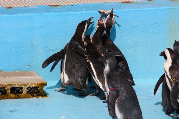 日本・静岡県「静岡旅行（聖地巡礼）」の写真