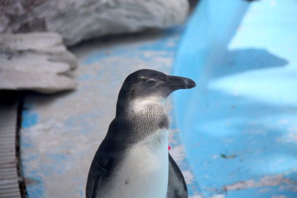 日本・静岡県「静岡旅行（聖地巡礼）」の写真