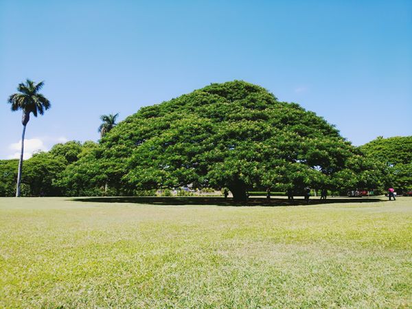 アメリカ(米国)「ハワイ旅行」の写真