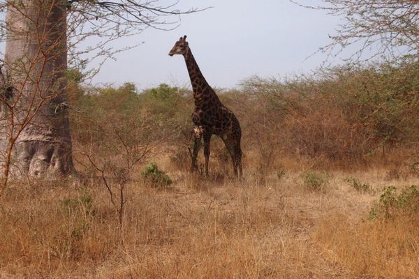 セネガル・Dakar「７ヶ月２８ヶ国世界一周（セネガル）」の写真：セネガルの地味なサファリ