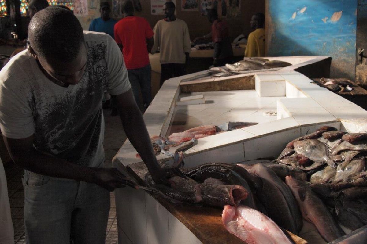 ダカールの魚市場