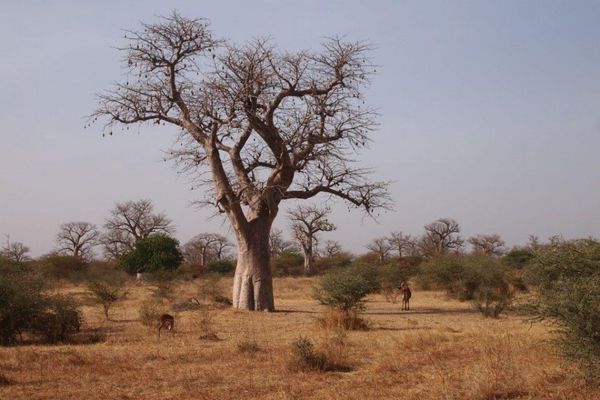セネガル・Dakar「７ヶ月２８ヶ国世界一周（セネガル）」の写真：セネガルではバオバブの木が有名です。
