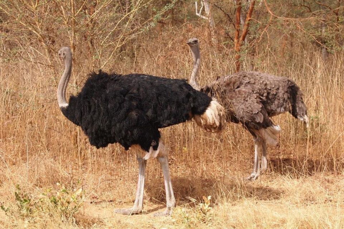 セネガルの地味なサファリ