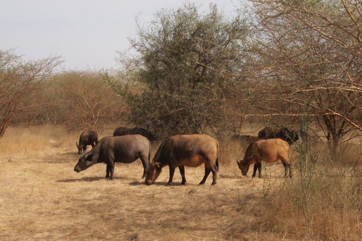 セネガルの地味なサファリ