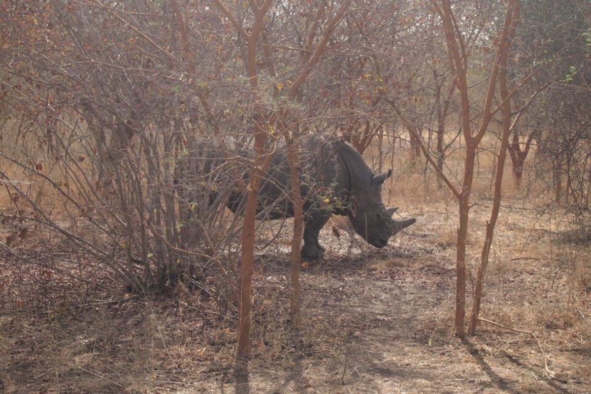 セネガルの地味なサファリ