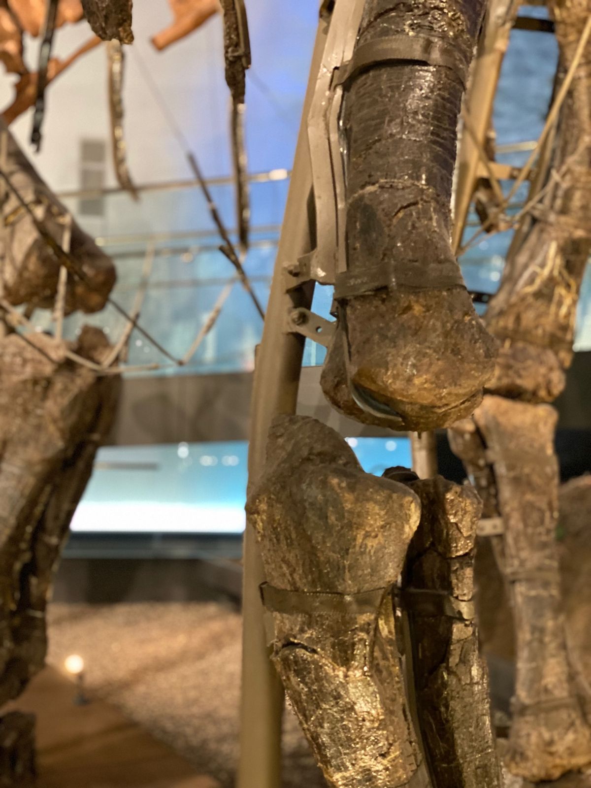 福井県立恐竜博物館

カマラサウルス！
支えが厳重だったから
もしかしてコ...