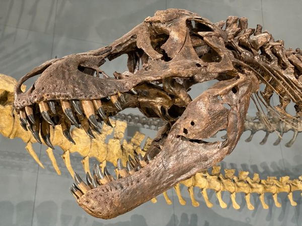 日本・福井県「念願の恐竜県🦖へ出張」の写真：福井県立恐竜博物館

ティラノサウルス
...