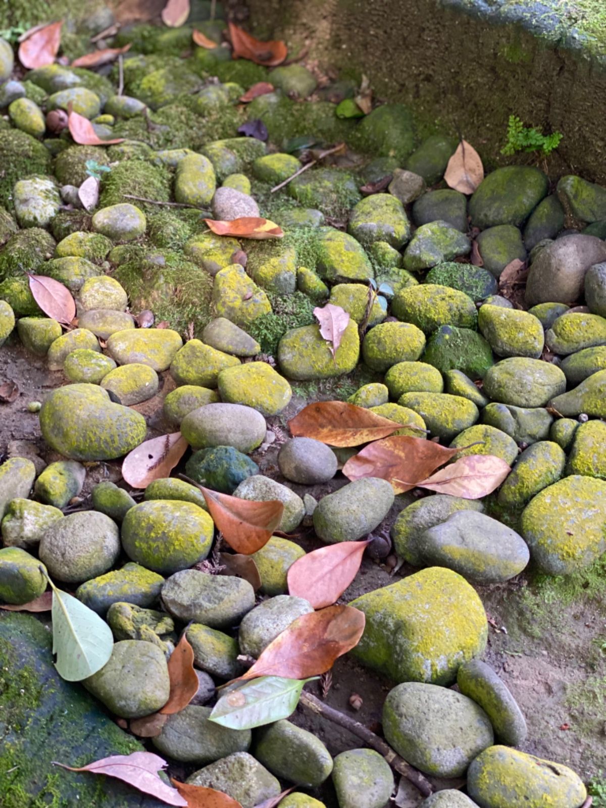 瀧谷寺（たきだんじ）

鳥の囀りが気持ちよかった
苔生す雰囲気もすごく良き