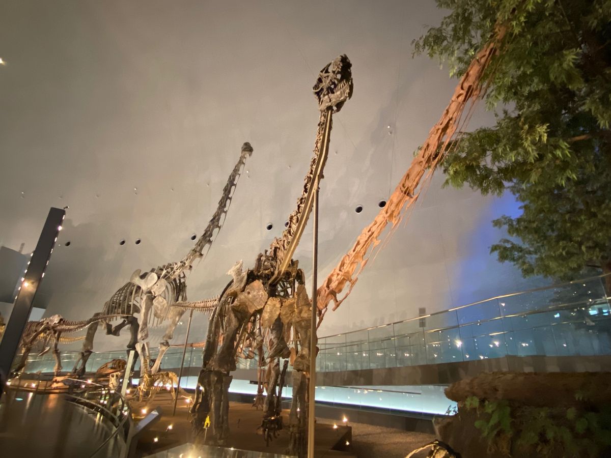 福井県立恐竜博物館

カマラサウルス！
支えが厳重だったから
もしかしてコ...