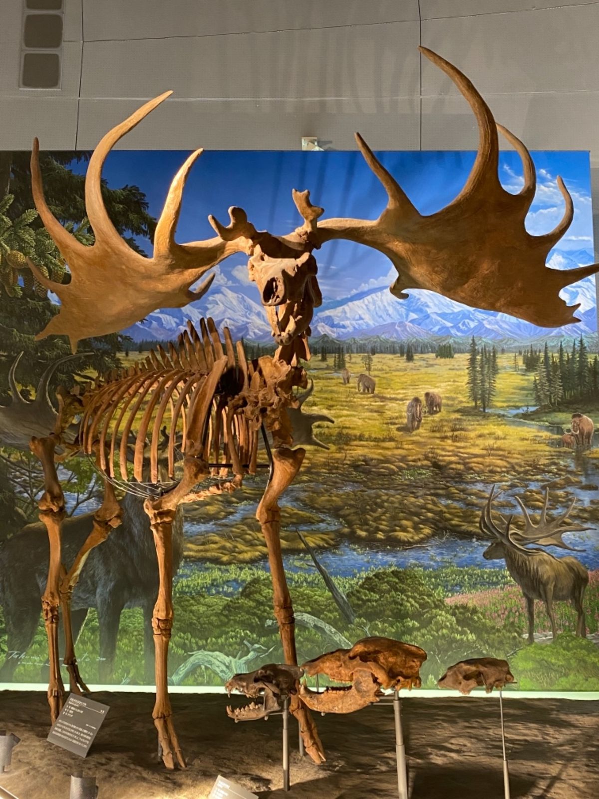 福井県立恐竜博物館

氷河期のギガンテウスオオツノジカ
これまた大きい！！...