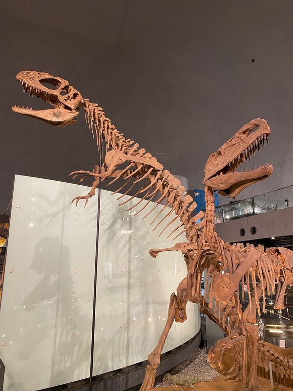 日本・福井県「念願の恐竜県🦖へ出張」の写真：福井県立恐竜博物館

シンラプトル
中国...